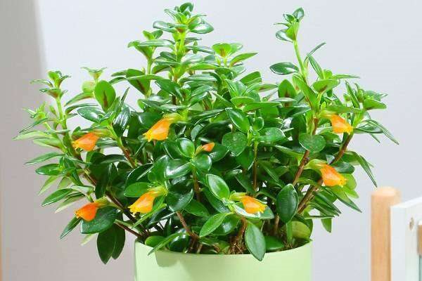 金鱼花的花期是什么时候 怎么养开花多