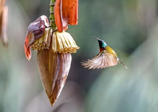 芭蕉图片附介绍：相册的图片免费下载