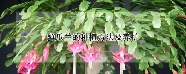 蟹爪兰的种植方法及养护