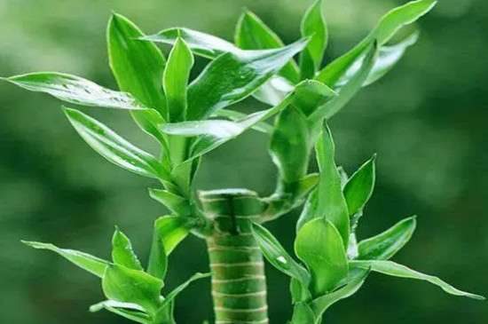 富贵竹可以晒太阳吗?