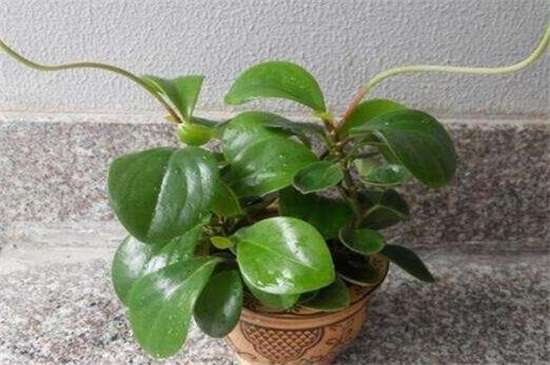 家里养碧玉花对风水好 有着聚财化煞的作用