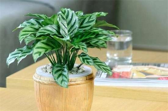 孔雀竹芋有毒吗？