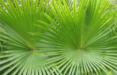 蒲葵的养殖多久？