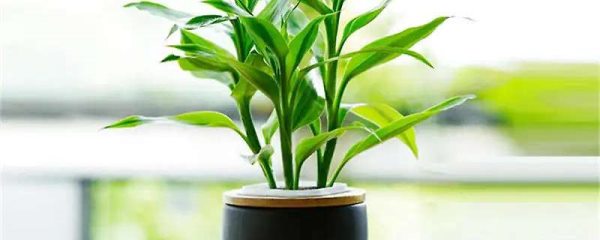 富贵竹可以晒太阳吗?