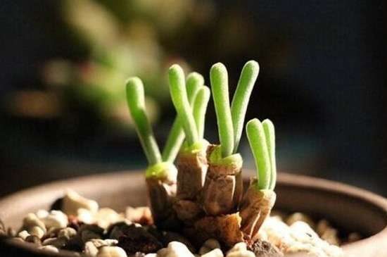 碧光环夏天可以种吗？