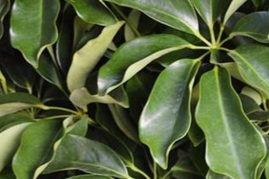 元宝树叶子下垂的原因？