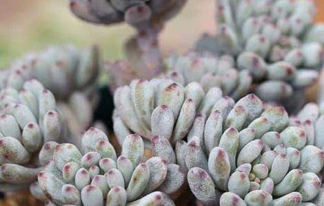 蓝豆的养殖多久？