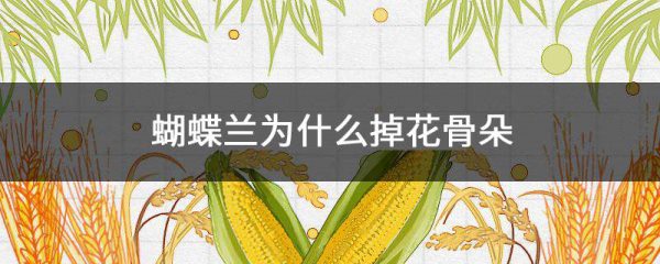 蝴蝶兰为什么掉花骨朵