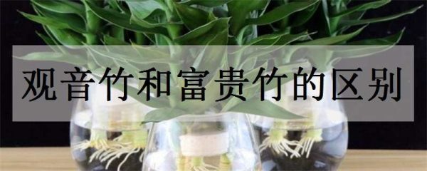 观音竹和富贵竹的区别？ 哪个好养一些