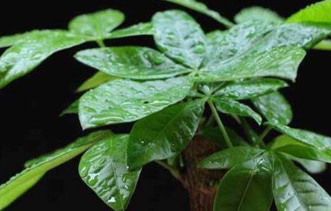 发财树的修剪多久？