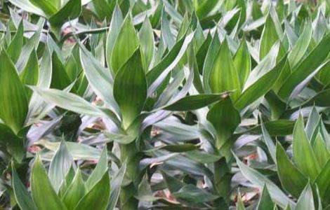 观音竹叶子发黄怎么办？