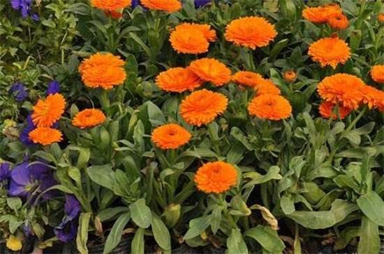 金盏菊的养殖方法和注意事项