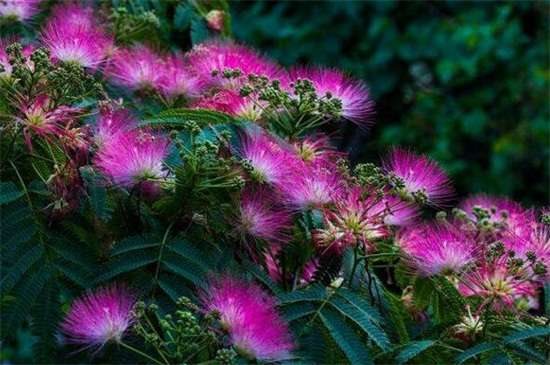 合欢花的整形修剪方法 4个步骤修剪茂盛合欢花