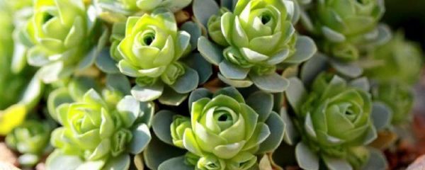 山地玫瑰喜欢晒太阳吗？