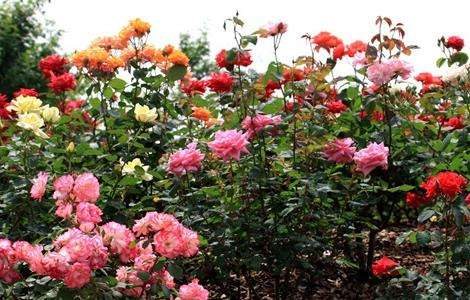月季花的养殖方法介绍