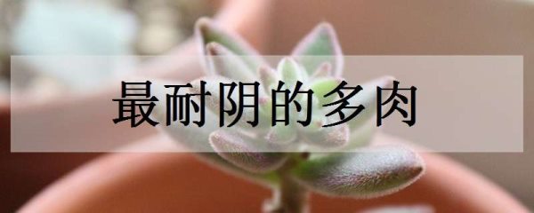 最耐阴的多肉有哪些 没有阳光也能胖乎乎