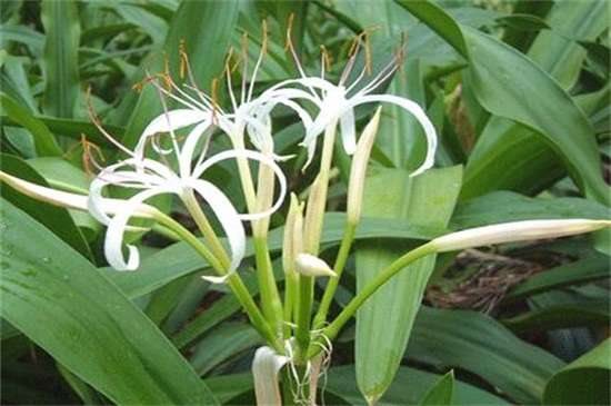 白花石蒜的花语和传说 代表无尽思念和绝望爱情