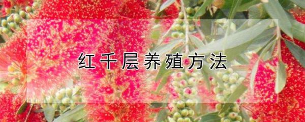 红千层养殖方法