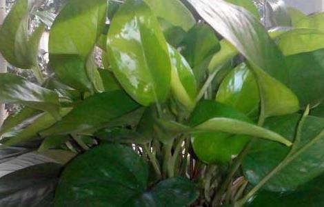 盆栽绿萝吊兰怎么养？