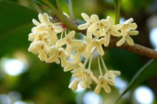 桂花品种有哪些？