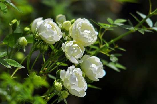 木香花不开花的原因?