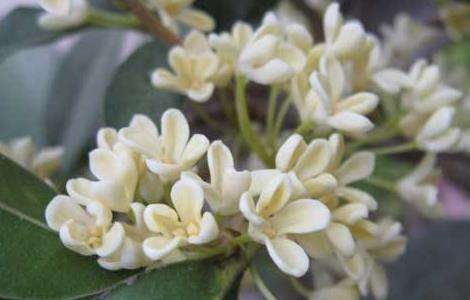 盆栽桂花树种植技术