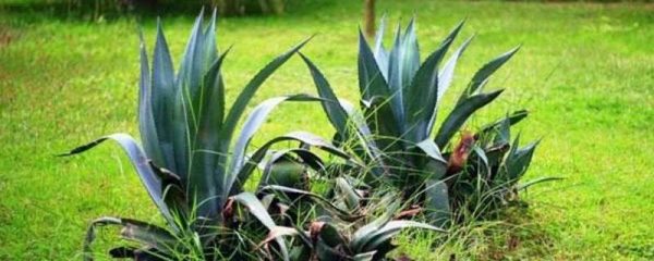 龙舌兰果实能吃吗？