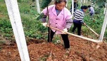 猕猴桃的育苗方法 猕猴桃育苗技术要点