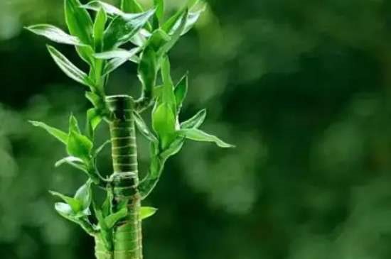 富贵竹可以晒太阳吗?