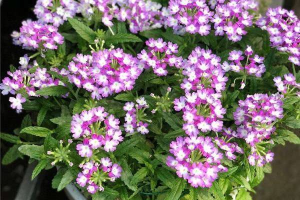 美女樱烂根了怎么办 根烂怎么处理能救活