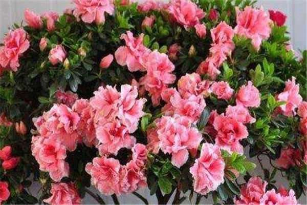 杜鹃花怎么养才能更旺盛 什么时候开花