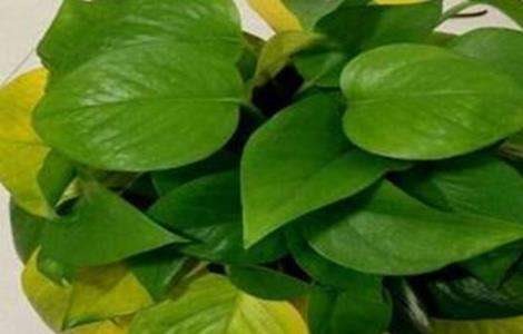 冬天绿萝叶子发黄原因及解决多久？