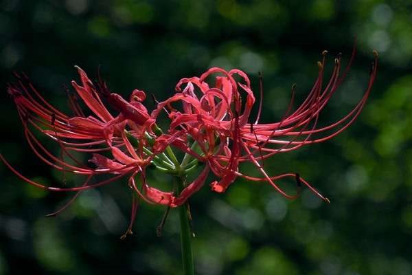 彼岸花叶子枯后还要浇水吗