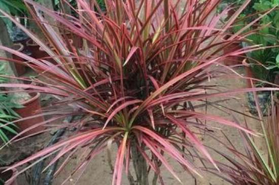 喜阴的室内大型植物花卉有哪些？