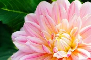 小丽花的繁殖多久？