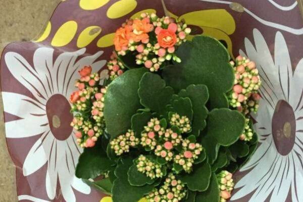 长寿花只剩光杆怎么养 还能长叶子吗？