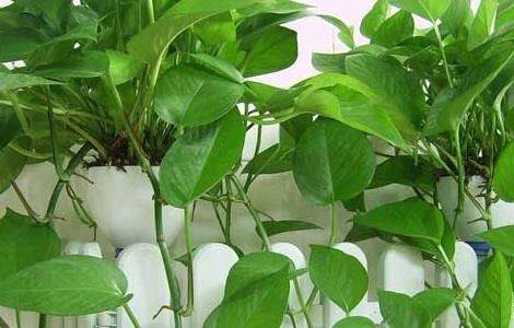 盆栽绿萝吊兰怎么养？