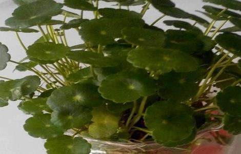 铜钱草放鱼缸里怎么养