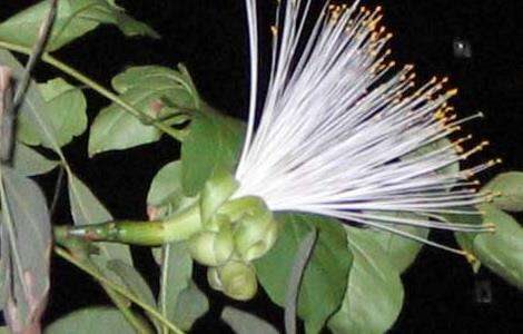 发财树会开花吗？