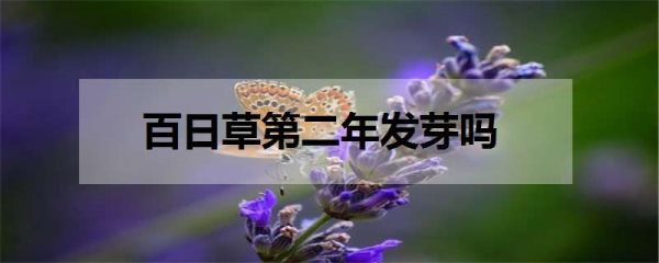 百日草第二年发芽吗 如何养殖百日草