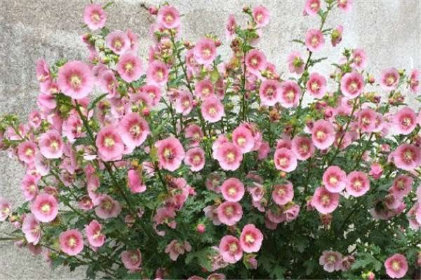 小木槿换盆注意事项 什么时候换好