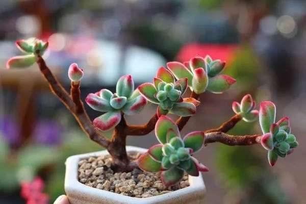 锦晃星如何长侧芽 促进侧芽生长的多久？