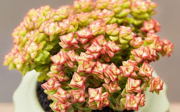 小米星冬季怎么养 如何养护才能安全过冬