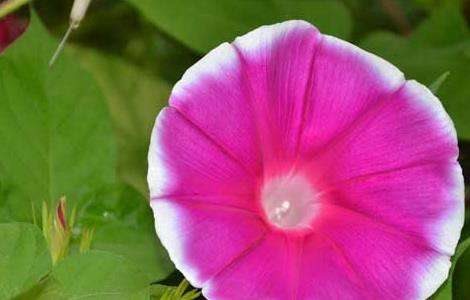 牵牛花的养殖多久？