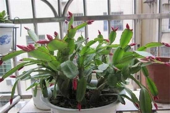 假昙花叶子发蔫怎么办 光照换土洒药预防病虫
