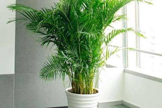 喜阴的室内大型植物花卉有哪些？