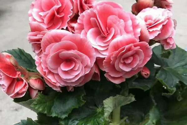 丽格海棠叶子焦边干枯