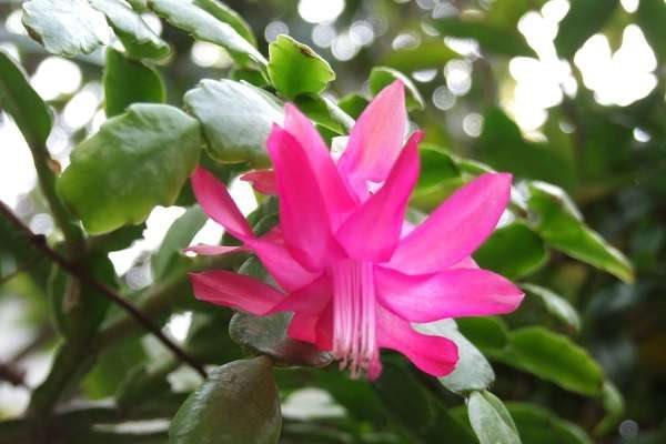 蟹爪兰放在什么位置好 摆放禁忌有哪些？