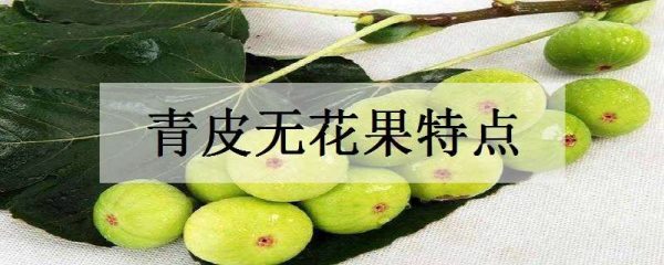 青皮无花果特点 有哪些优缺点