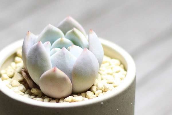 家养盆栽芙蓉雪莲的养殖方法和注意事项是什么？